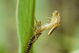 Les demoiselles se contorsionnent pour sortir de leur exuvie durant la métamorphose. / © Gilles Martin