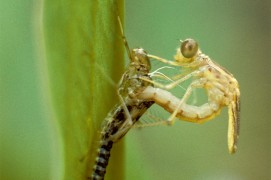 Les demoiselles se contorsionnent pour sortir de leur exuvie durant la métamorphose. / © Gilles Martin