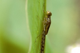 Les demoiselles se contorsionnent pour sortir de leur exuvie durant la métamorphose. / © Gilles Martin