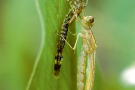 Les demoiselles se contorsionnent pour sortir de leur exuvie durant la métamorphose. / © Gilles Martin