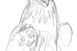 Les deux jeunes milans noirs restants sont maintenant couverts de jolies plumes brunes ornées de crème. / © Pierre Baumgart