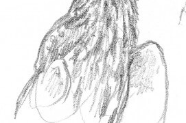 Les deux jeunes milans noirs restants sont maintenant couverts de jolies plumes brunes ornées de crème. / © Pierre Baumgart