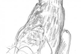 Les deux jeunes milans noirs restants sont maintenant couverts de jolies plumes brunes ornées de crème. / © Pierre Baumgart