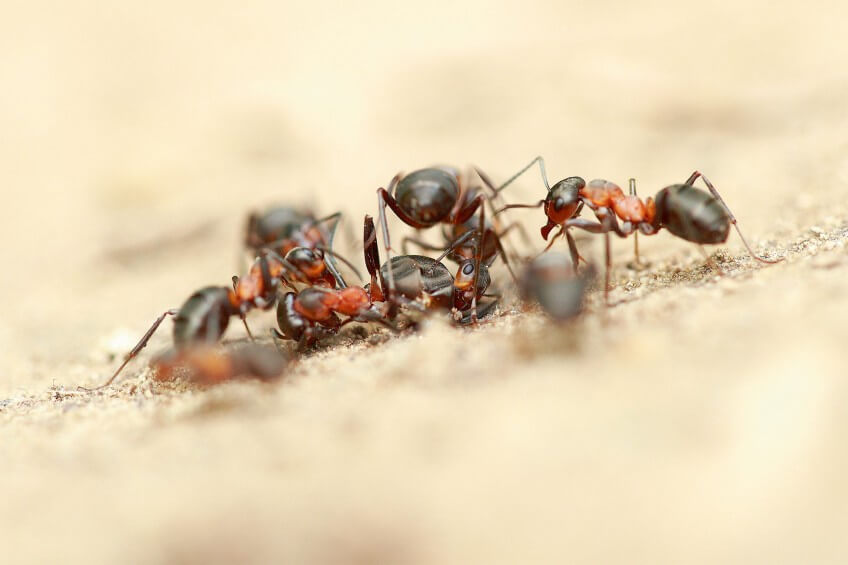 Les fourmis peuvent faire preuve de comportement stantôt altruistes tantôt machiavéliques. Photo de fourmis
