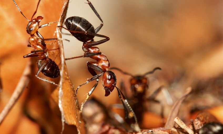 Les fourmis qui peuplent nos sols accomplissent des progdiges insoupçonnés.
