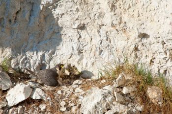 Les grimpeurs non renseignés peuvent constituer une menace pour le faucon pèlerin qu'ils dérangent en falaise. Les grimpeurs non renseignés peuvent constituer une menace pour le faucon pèlerin qu'ils dérangent en falaise.