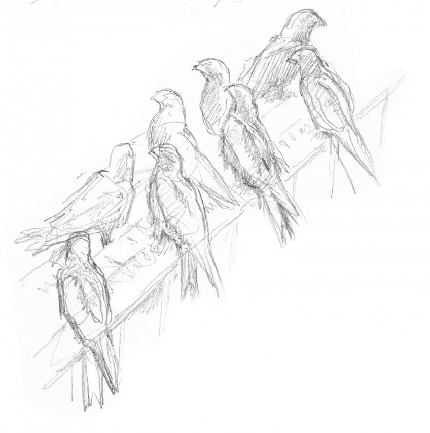 Dessin de milans noirs