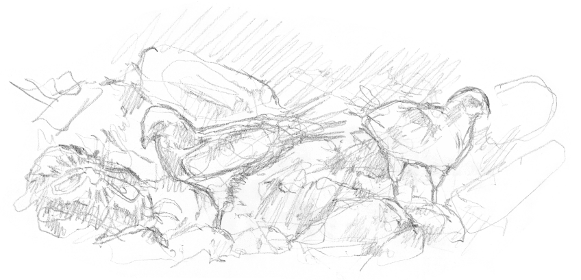 Dessin de milans noirs