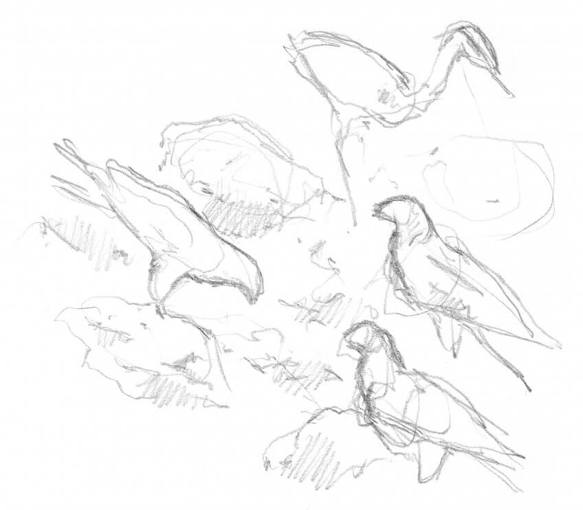 Dessin de milans noirs