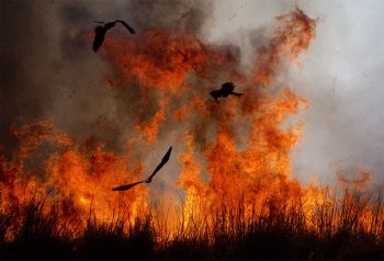 Les milans noirs profitent des feux de brousse pour happer les criquets qui fuient les flammes. Les milans noirs profitent des feux de brousse pour happer les criquets qui fuient les flammes.
