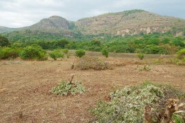 Les milans noirs recherchent les coins verdoyants de la Savanne africaine ou du Sahel pour passer l'hiver. / © Jérôme Gremaud