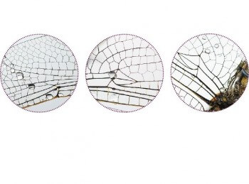 Détails de l'aile d'un orthétrum réticulé Détails de l'aile d'un orthétrum réticulé