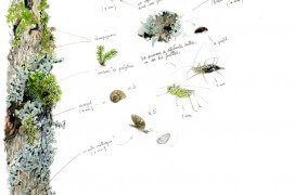 Les nombreux visiteurs de l'érable sycomore profite de l'abondance de nourriture entre les mousses et lichens. / © Benoît Perrotin