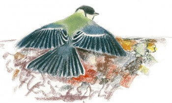 « Les oiseaux, les jeunes surtout, aiment prendre un bain de soleil sur le toit. Une jeune mésange charbonnière, queue étalée. » / © Jean Chevallier