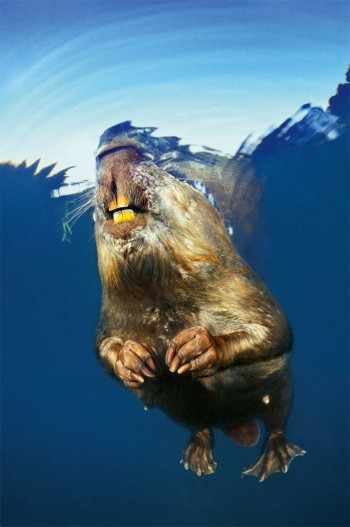 Les quatre incisives du castor, robustes et tranchantes, lui sont indispensables pour se nourrir.