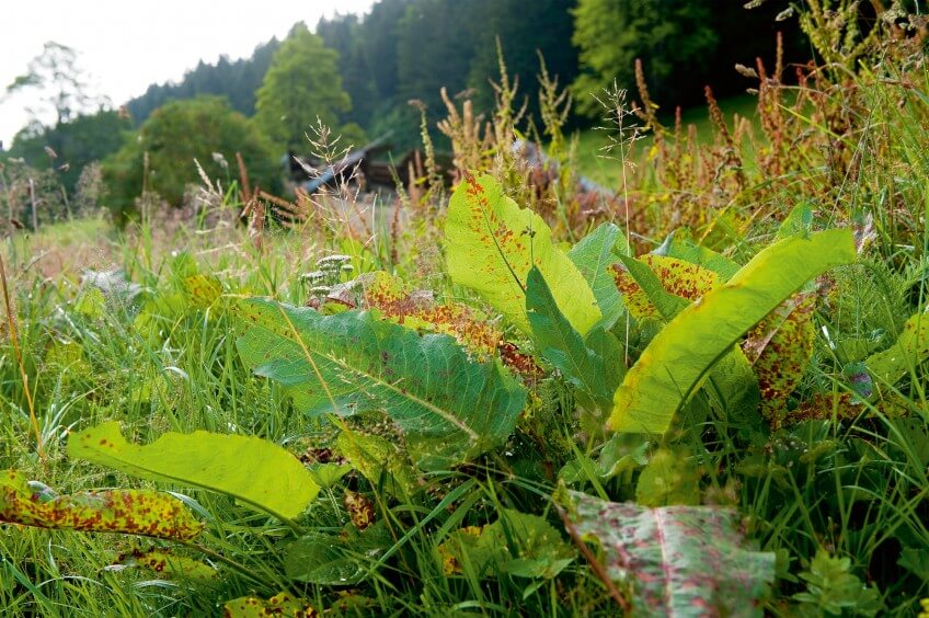 Les rumex ne sont pas les bienvenues sur les terres agricoles. Rumex