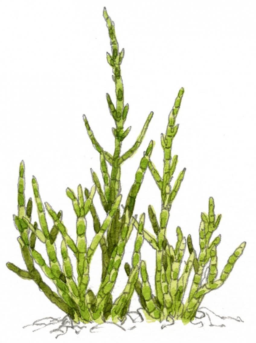 Les salicornes sont des plantes pionnières qui colonisent les vases salées recouvertes par les marées. Vertes au printemps, elles rougissent à l'approche de l'automne avant de se dessécher.