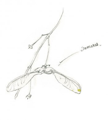 Erable : 4 observations de la faune et la flore qui vit sur son écorce Fruits d'érables