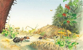 Les six espèces de fourmis des bois présentes en Suisse et en France construisent des dômes, mais seule Formica paralugubris a poussé l'expérience jusqu'à ériger une super-colonie. Dans le Jura vaudois, près du col du Marchairuz, les fourmilières qui constituent cette mégapole peuvent atteindre 1,70 m de haut. Le sol est si mince à cet endroit que les ouvrières n'ont pas le choix. A défaut de pouvoir enterrer leur nid, elles construisent en hauteur.