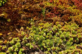 Le nid es vanneaux est posé à même le tapis d'orpins / © Hélène Tobler