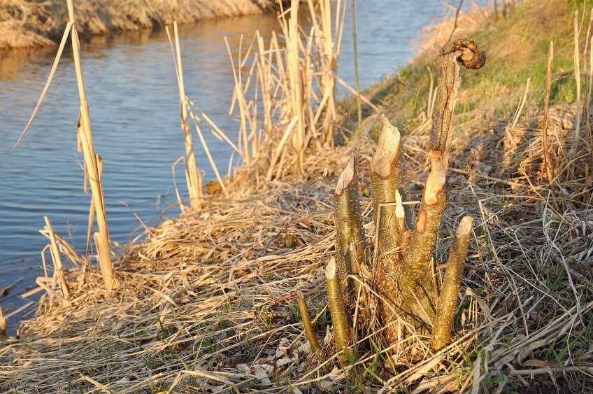 Les traces de castor ne manquent pas: copeaux qui jonchent le sol, troncs taillés en crayon, jeunes troncs de saules coupés d'un coup de dents… Traces de castor