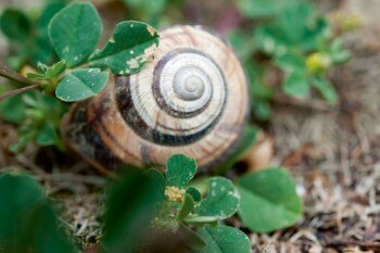 L'escargot, un habitant de la friche