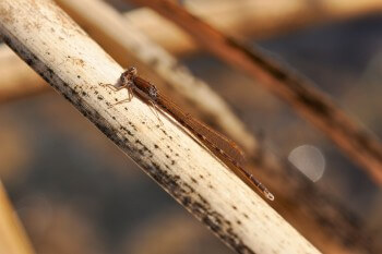Leste brun / © Karine Poitrineau
