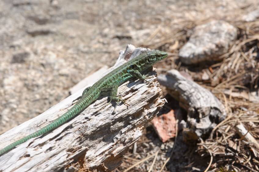 Lézard tyrrhénien Lézard tyrrhénien