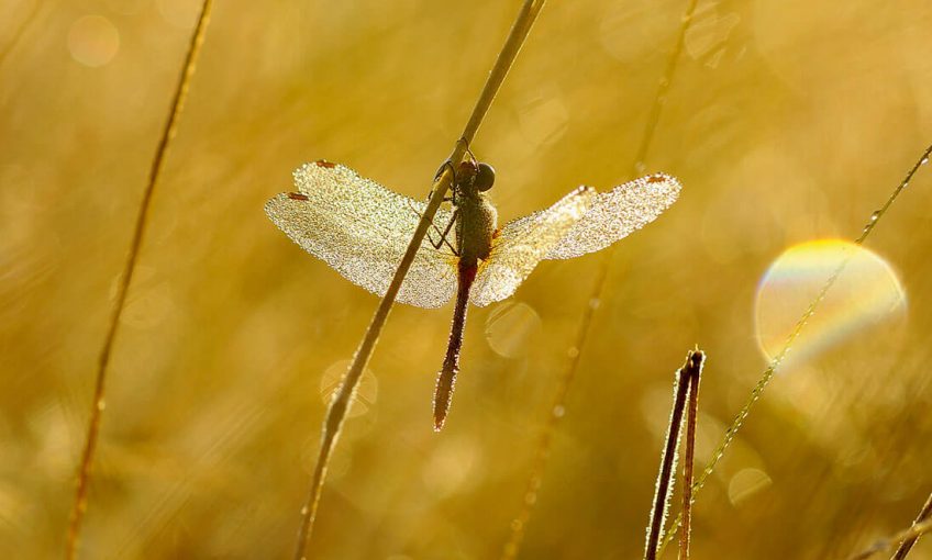 Libellule dans la rosée du matin Libellule dans la rosée du matin
