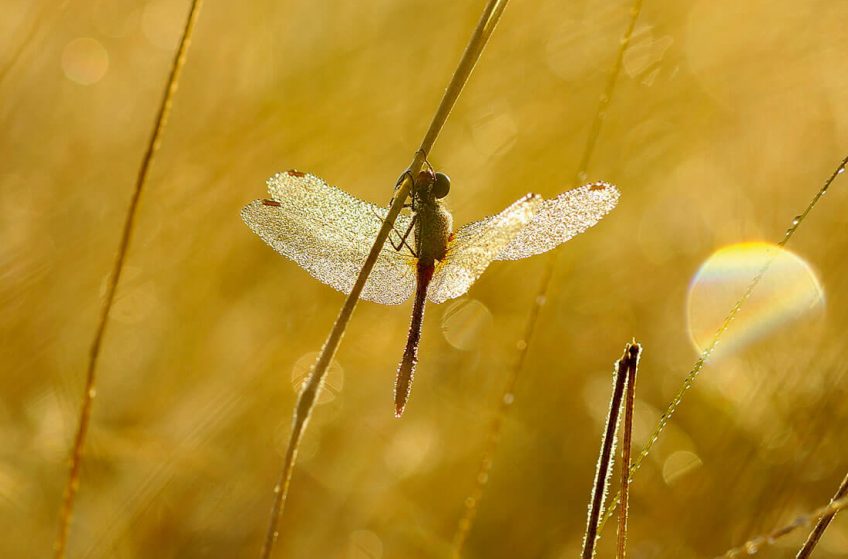 Libellule dans la rosée du matin Libellule dans la rosée du matin