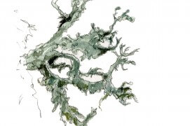 Lichen. « On dirait une algue. » / © Benoît Perrotin