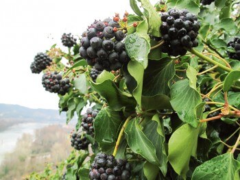 Lierre / © Fleur Daugey