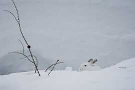 Lièvre variable en tenue de camouflage dans la neige / © Anne et Erik Lapied