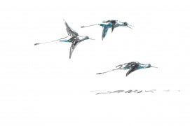 Limicoles en vol / © Denis Clavreul