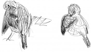 « Linottes femelles se toilettant » / © Jean Chevallier