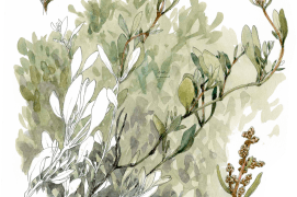 L'obione est un petit arbrisseau blanchâtre aux reflets argentés de 20 à 60 cm de hauteur. Il pousse en bordure de vasière et sur les rochers maritimes. Ses feuilles très salées sont comestibles.  / © Denis Clavreul