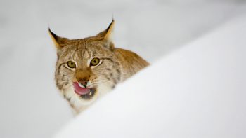 Lynx se léchant les babines