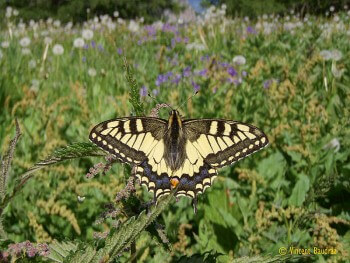 Machaon Machaon