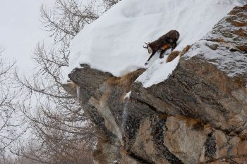 Massif du Grand Paradis, 5 février - Pour une touffe d'herbe jaunie, ce chamois s'est pris au piège. Il a eu beaucoup de peine à se tirer d'affaire.
Quelques jours plus tard, nous avons vu exactement au même endroit un autre chamois acculé. Une heure après, il avait disparu. Quinze mètres plus bas, un gros trou vide dans la haute neige attestait sa chute mais aussi un nouveau départ sans trop de mal.