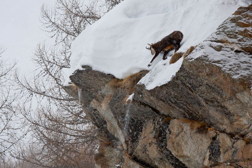 Chamois dans la neige
