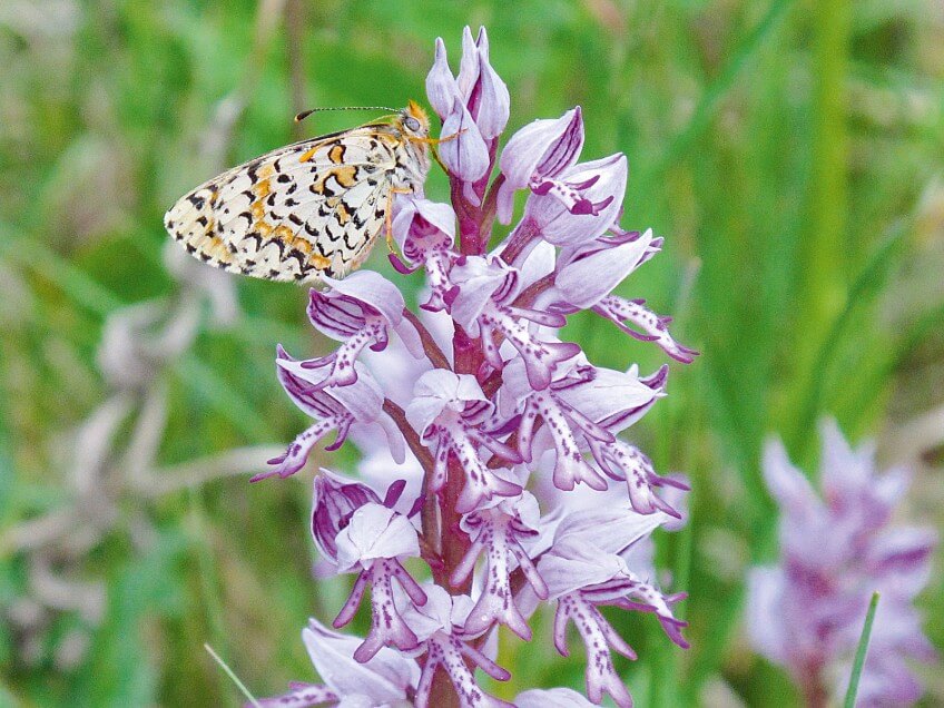 Mélitée posé sur un orchis militaire Mélitée posé sur un orchis militaire