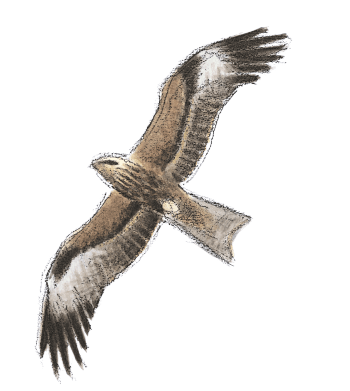 Milan noir en vol / © Pierre Baumgart