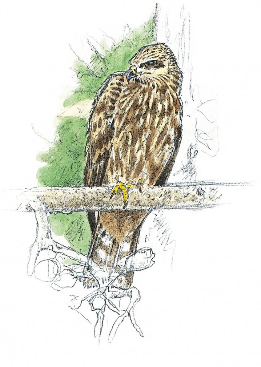 Milan noir perché sur une patte Dessin nature de milan noir