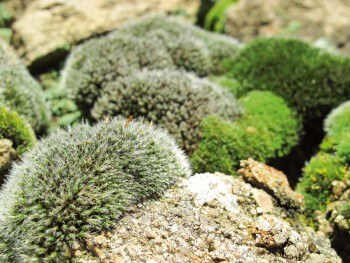 Mousses du genre grimmia / © Fleur Daugey