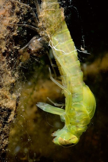 Mue larvaire. Mue d'une larve de libellule