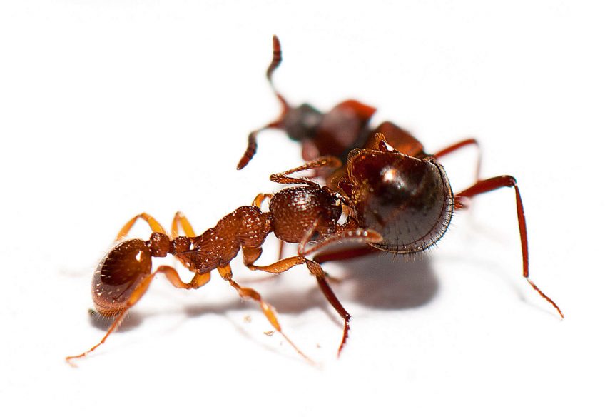 Photo de la fourmi Myrmica sabuleti qui hume les phéromones apaisantes
