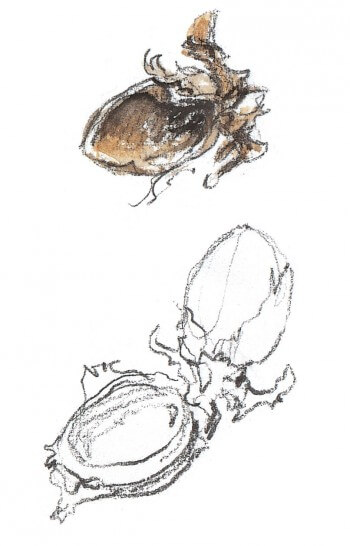 écureuil : 3 conseils pour l'observer facilement près de chez vous