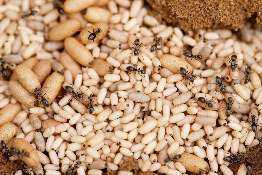 Nourrices du genre Lasius qui prennent soin du couvain. Les gros cocons donneront des reines et des mâles, les plus petits des ouvrières. Nourrices et couvain de fourmi en photo