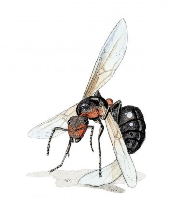 Observerz une reine fourmi en train de se couper les ailes Dessin de fourmi se coupant les ailes