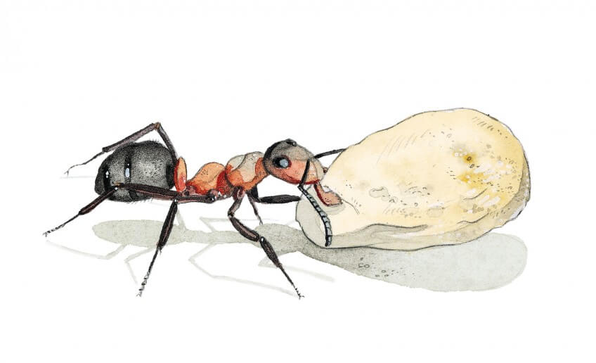 Observez les fourmis transporter des choses jusqu'à la fourmilière, comme ici un cocon. Dessin de fourmi transportant un cocon